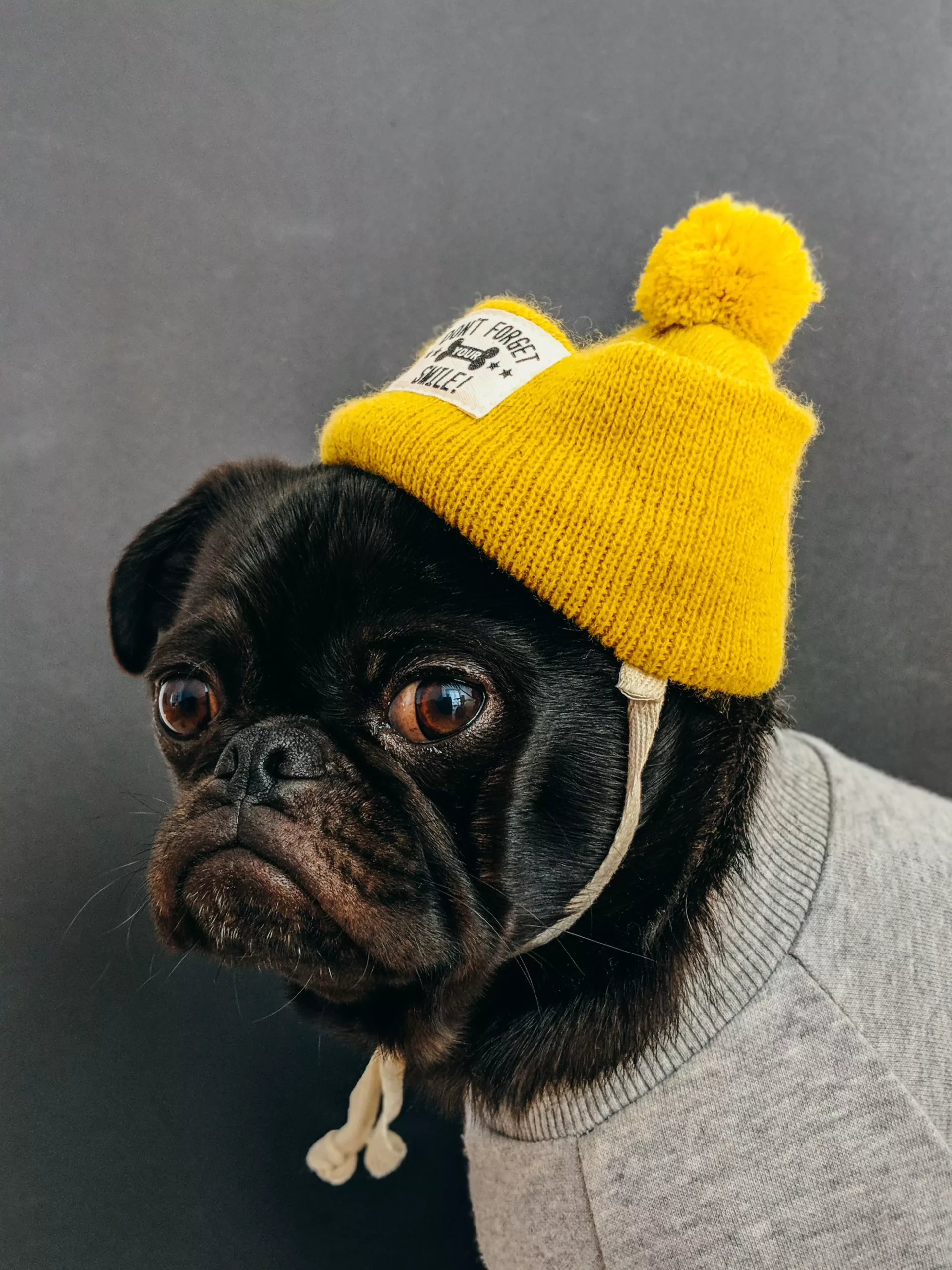 Petit chien avec un bonnet jaune